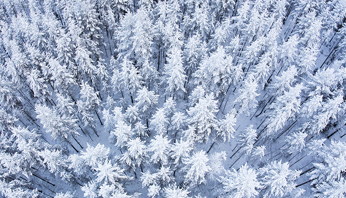 Itä- ja Pohjois-Suomen yhteis­työllä vaiku­te­taan EU:n metsäsäädöksiin